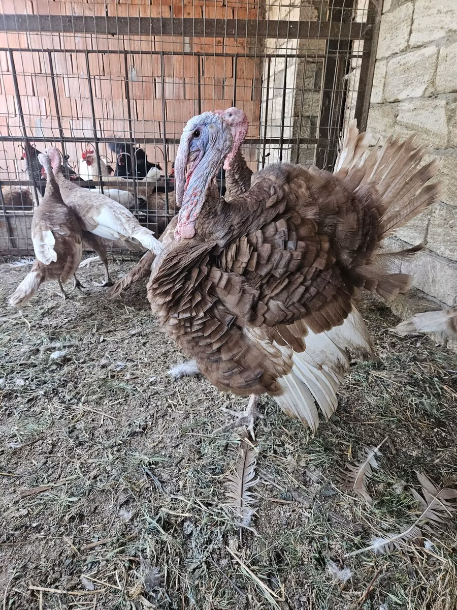 Burbonska Crvena