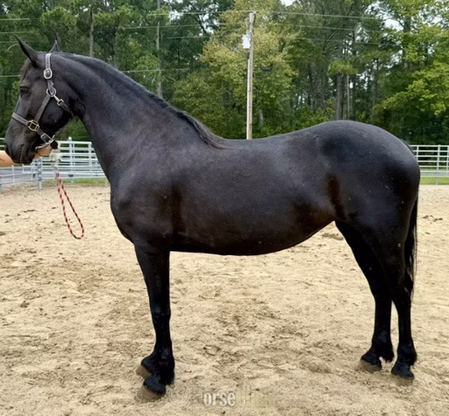 Friesian