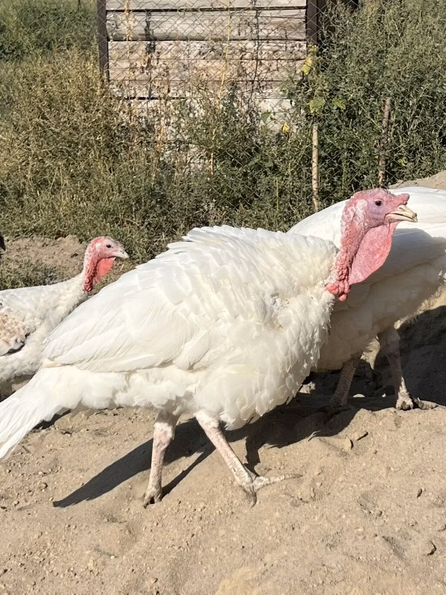 Hibrid Konverter