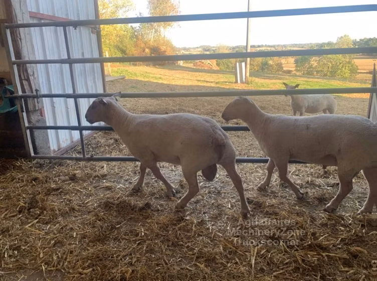Charollais sheep