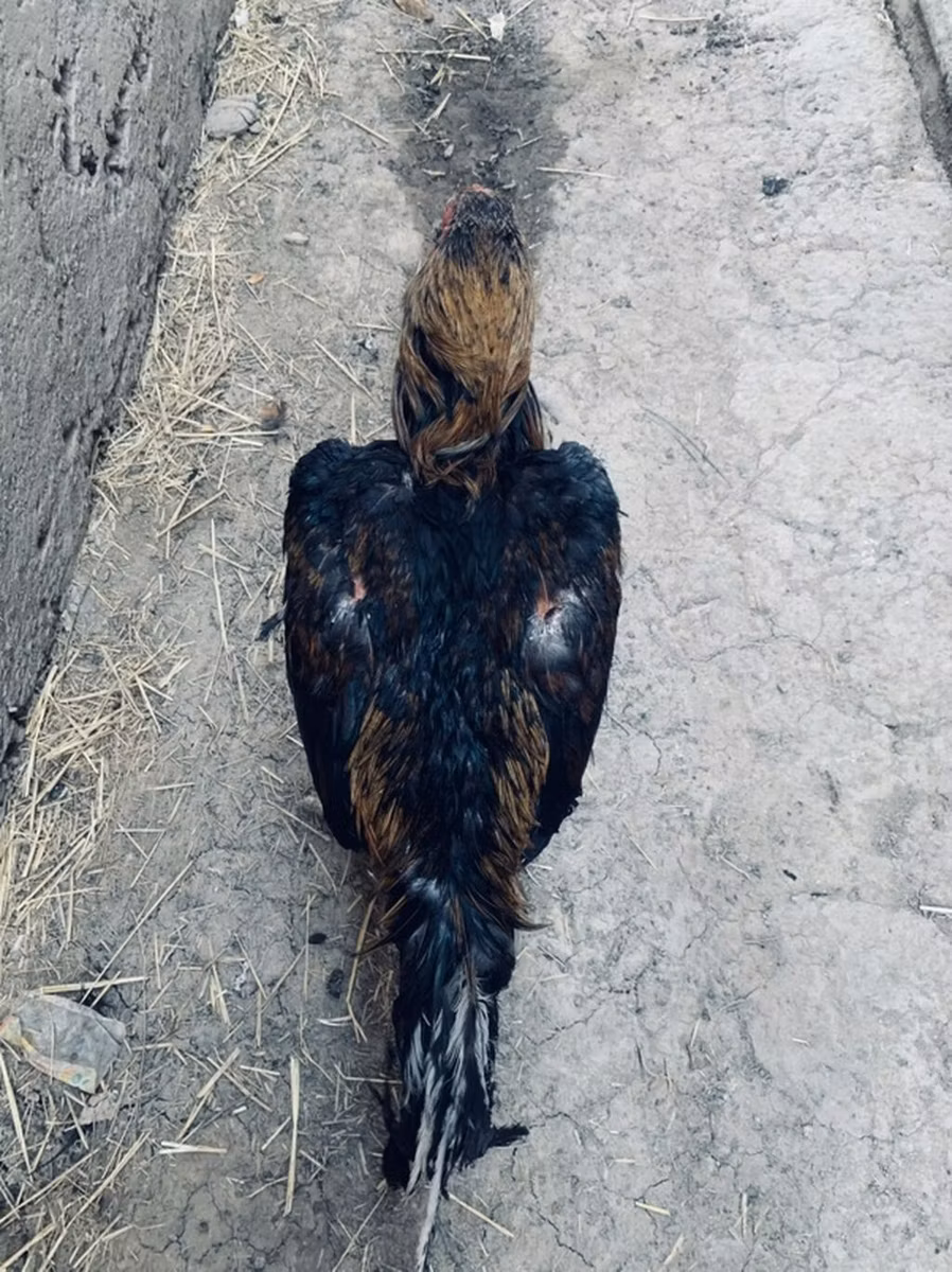 Derbiširska crvenokapa