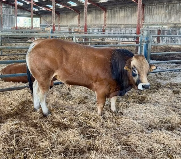 Partenaise cattle