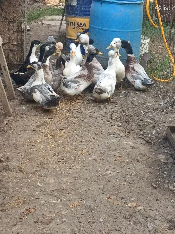 Amerikan Pekin