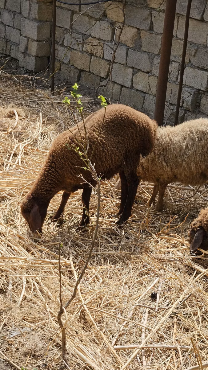 Karabakh sheep
