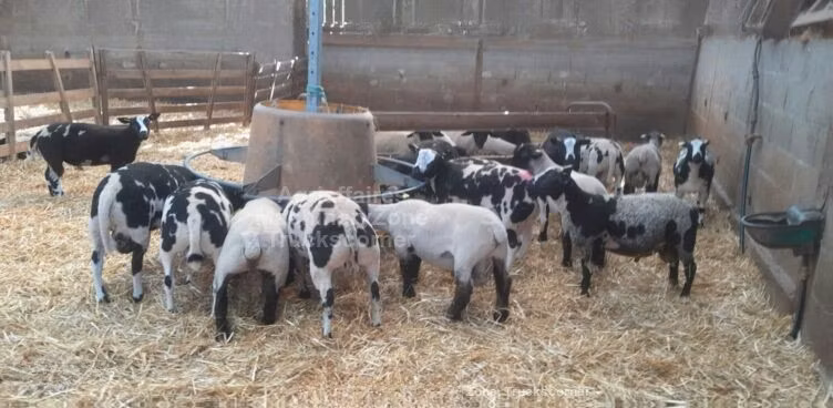 Zwartbles sheep