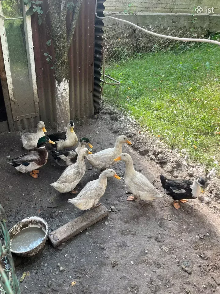 Amerikan Pekin