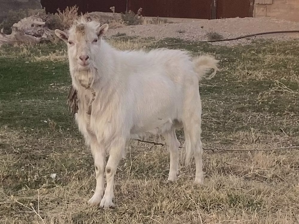Russian White goat