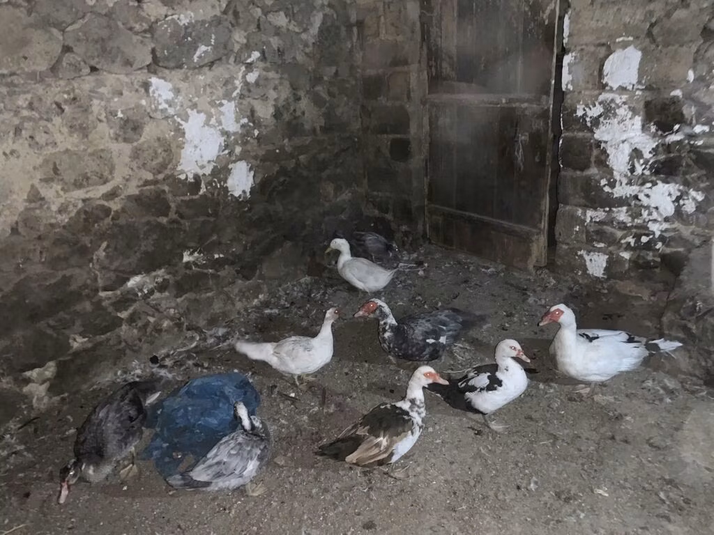 Іст-Індійський