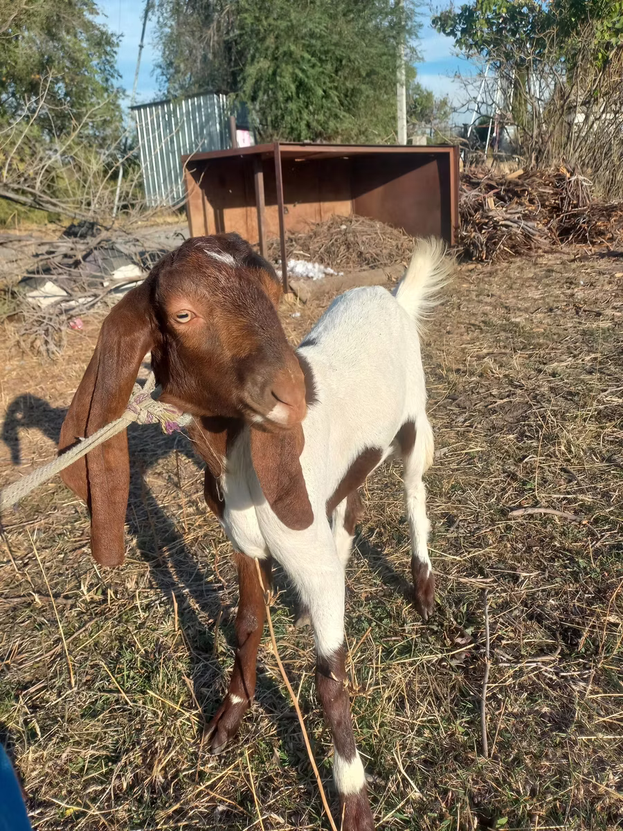 Kamori goats