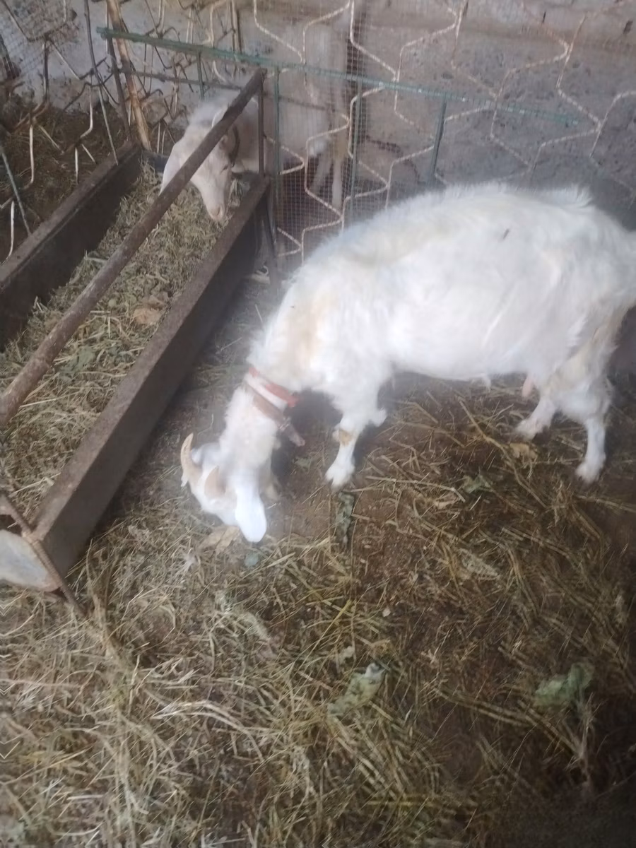 Russian White goat