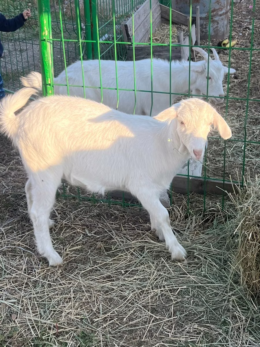Saanen goat