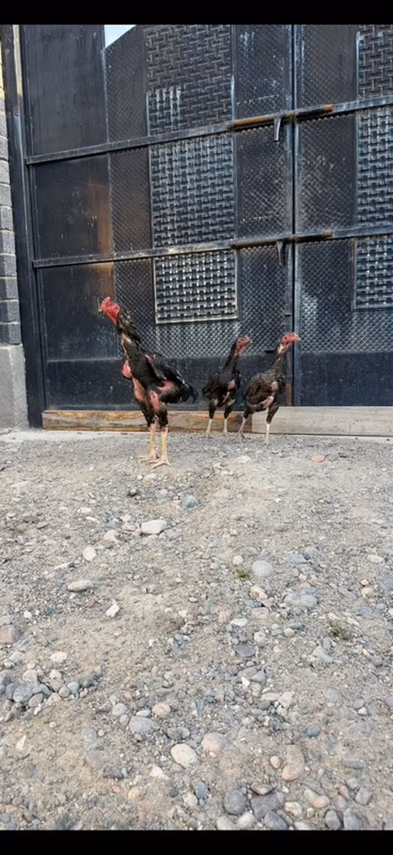Ajam cemani
