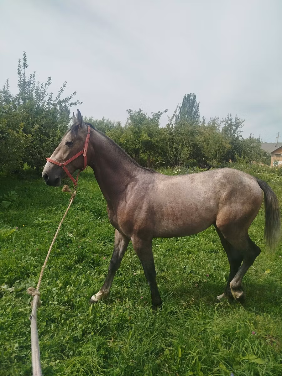 French Trotter