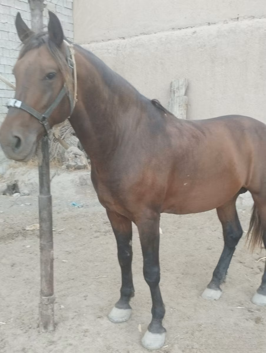 Kyrgyz Horse