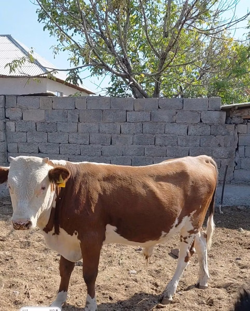 Swiss cattle