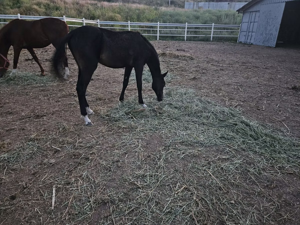 Akhal-Teke