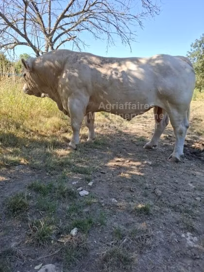 Charolais cattle