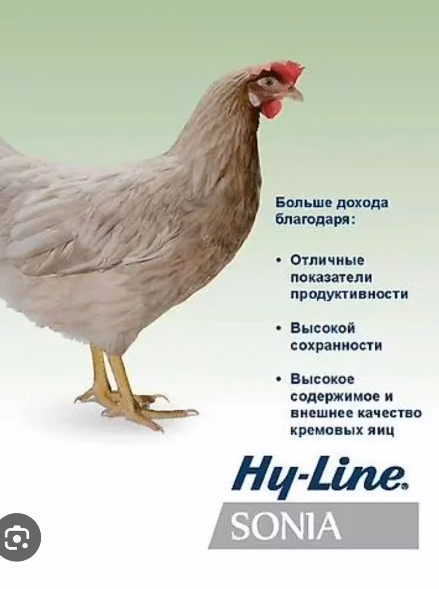 Haj-Lajn