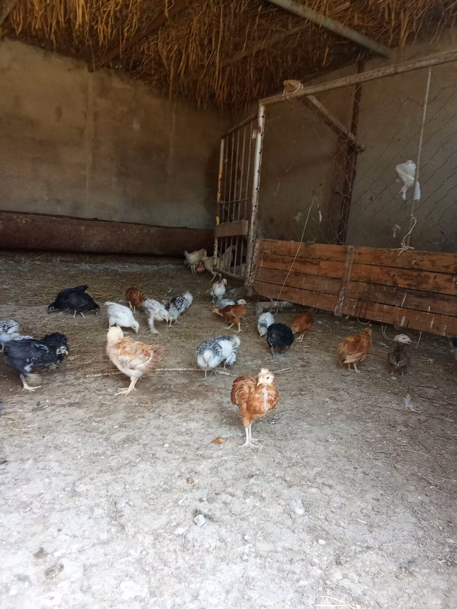 Pekin Bantam