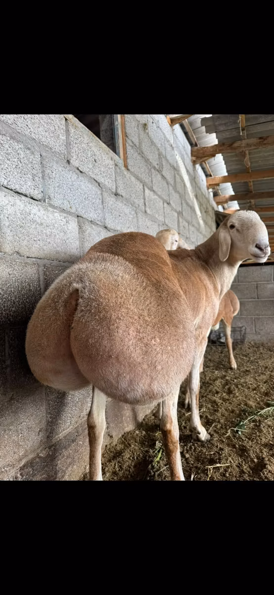 Afghan Arabi sheep