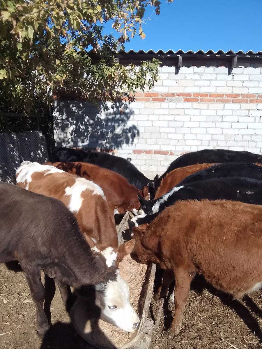 Swiss cattle