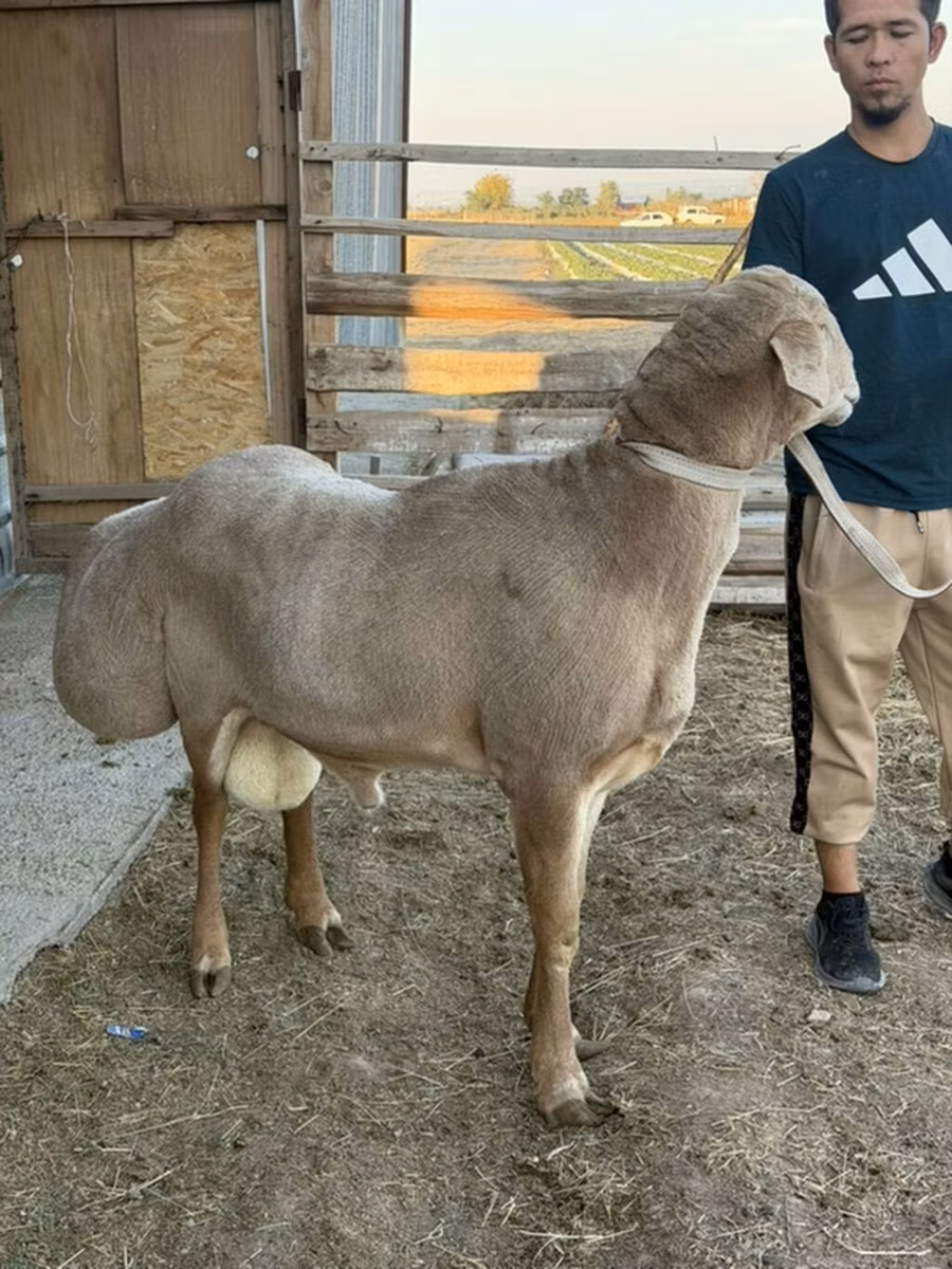 Edilbay sheep