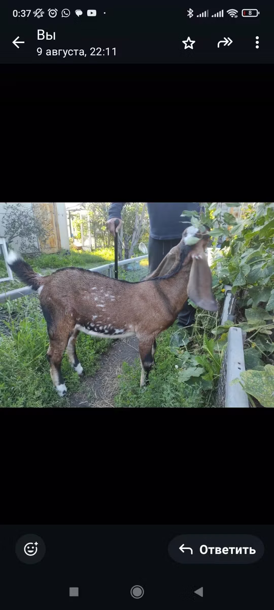 Beetal goats
