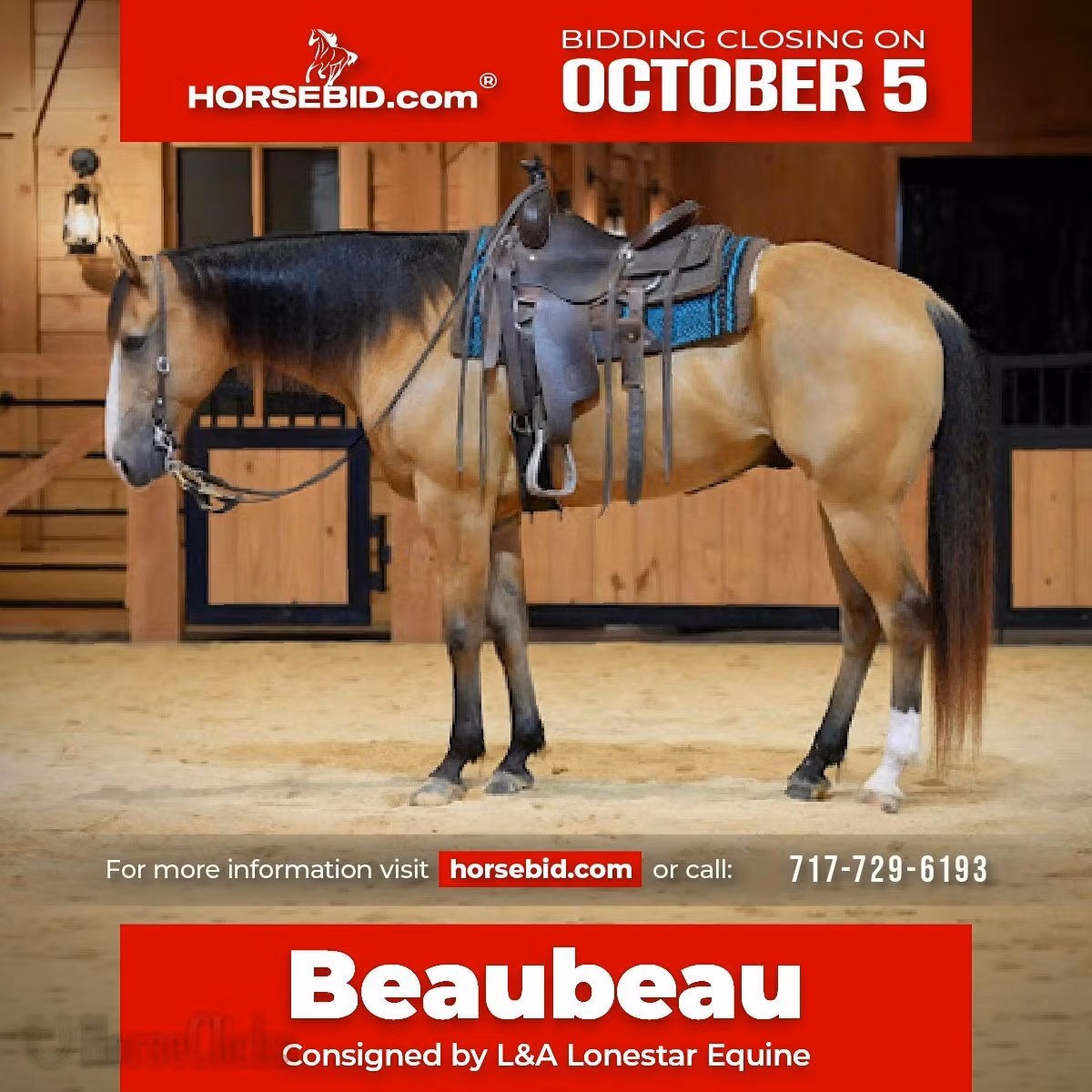 Quarter Horse