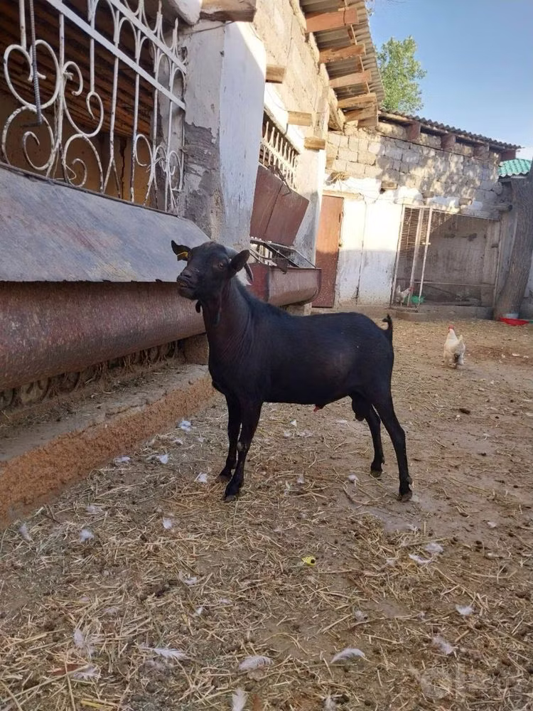 Murcia-Granada goats
