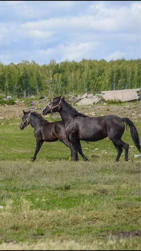 Altai horse