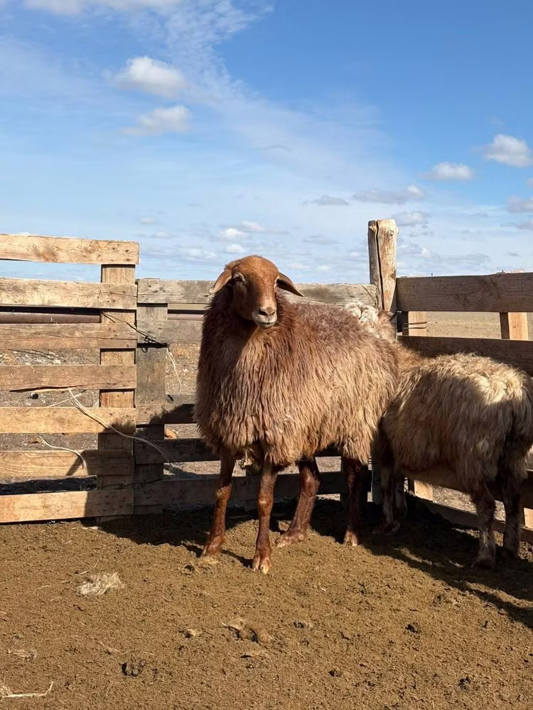 Kazakh fat-tailed coarsewool sheep