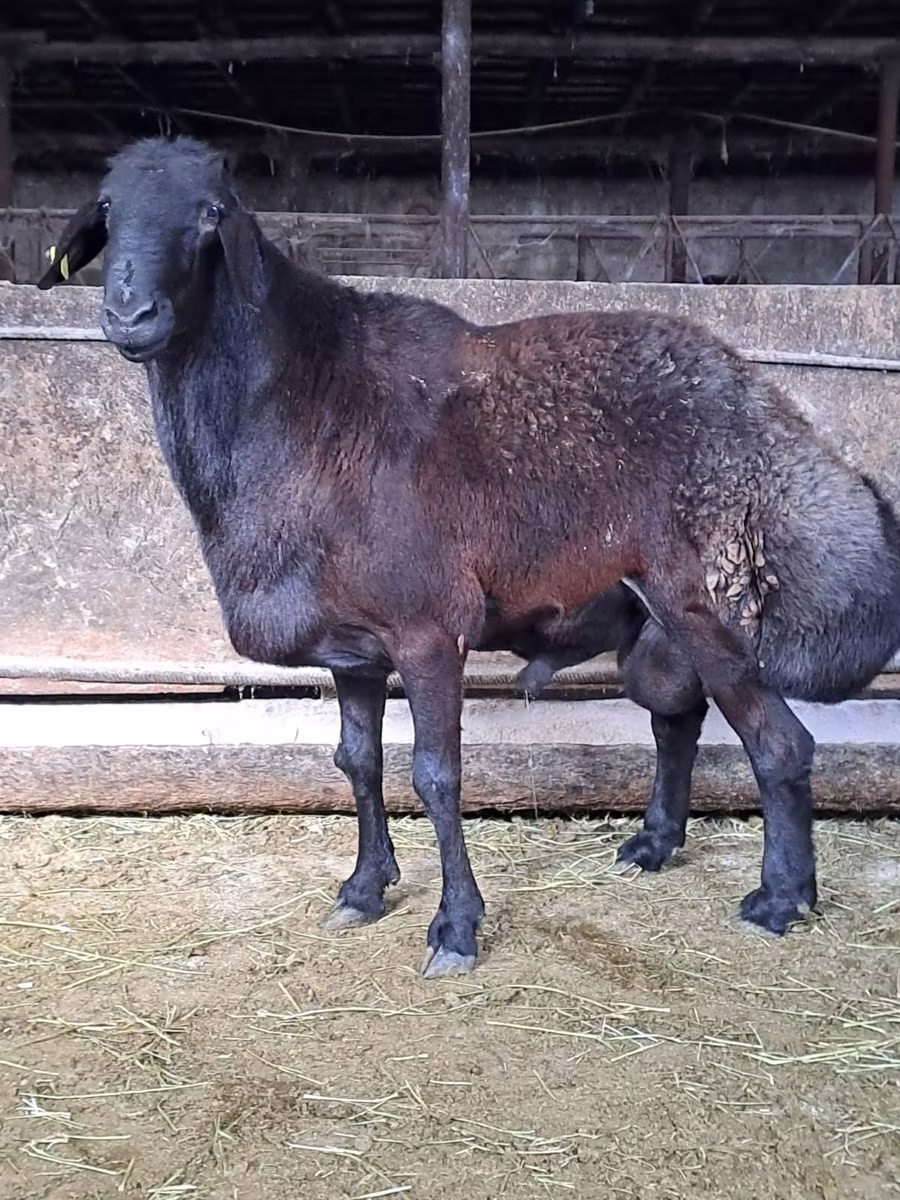 Hissar sheep