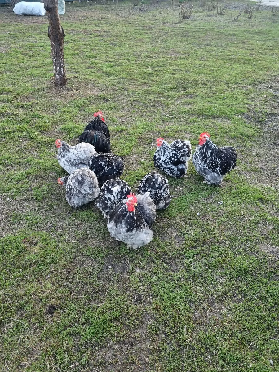 Pekin Bantam