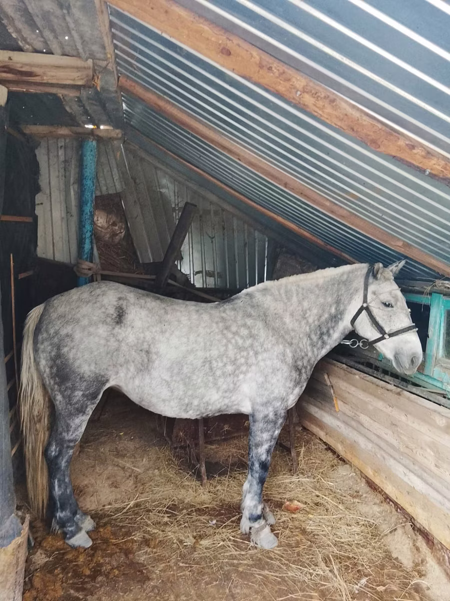 Ukrainian Riding Horse