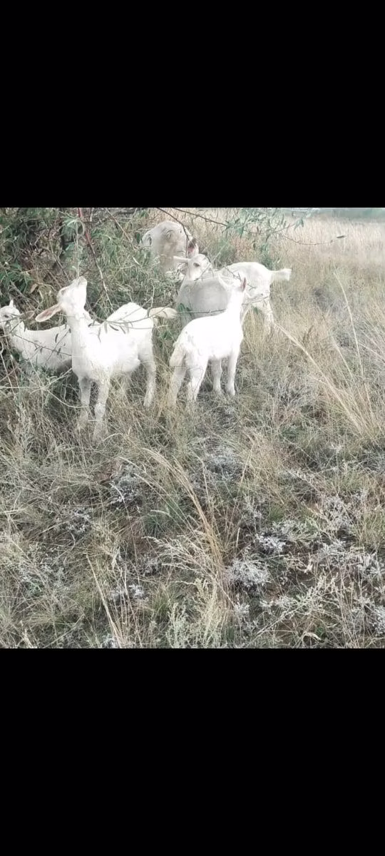 Alpine goat