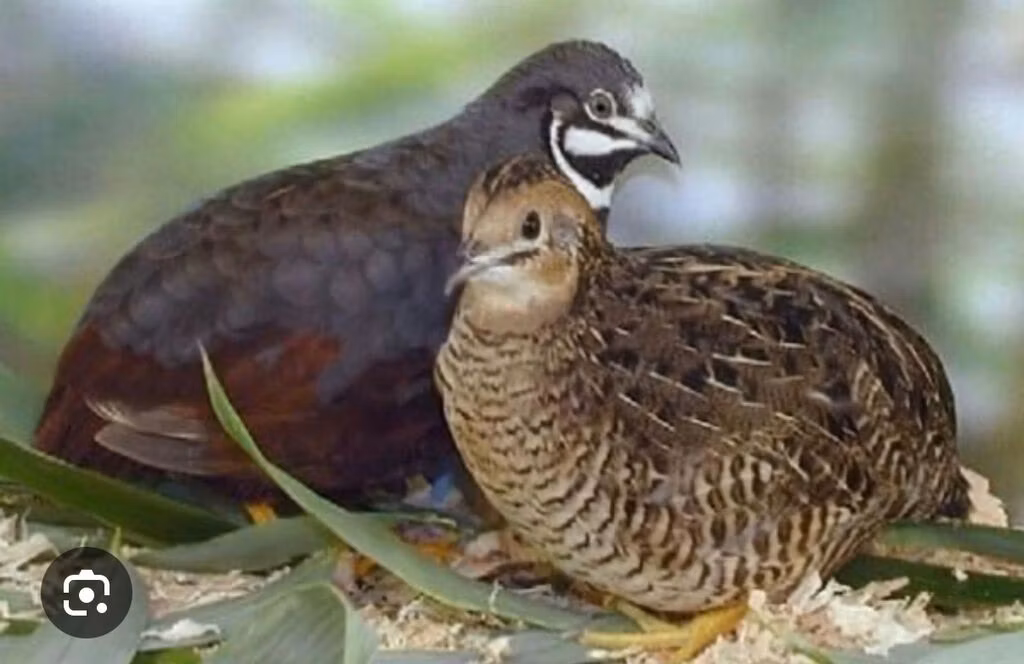 Kraljevska prepelica