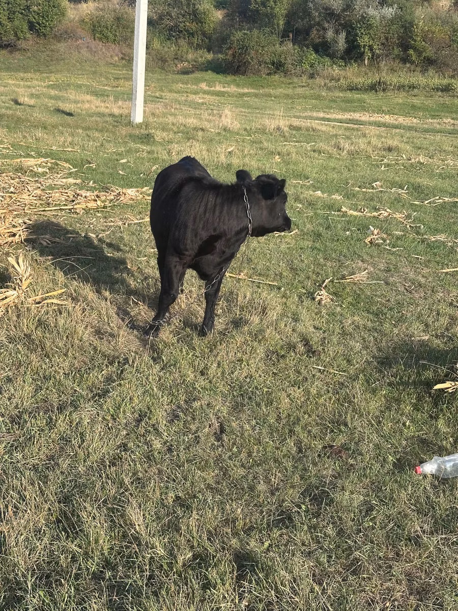 Kasta krava
