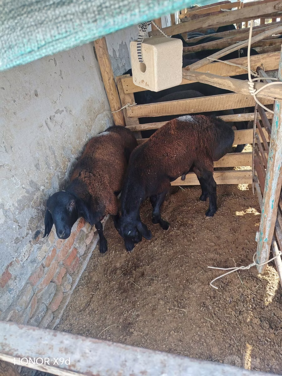 Rhon sheep