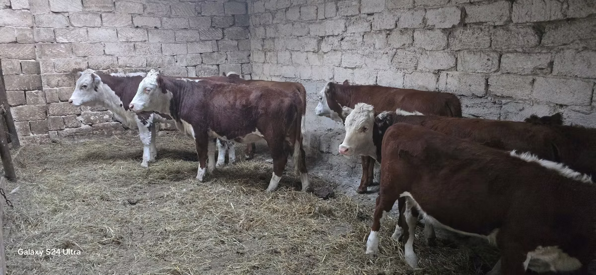 कजाख़स्तानी सफेद सिर वाली गाय