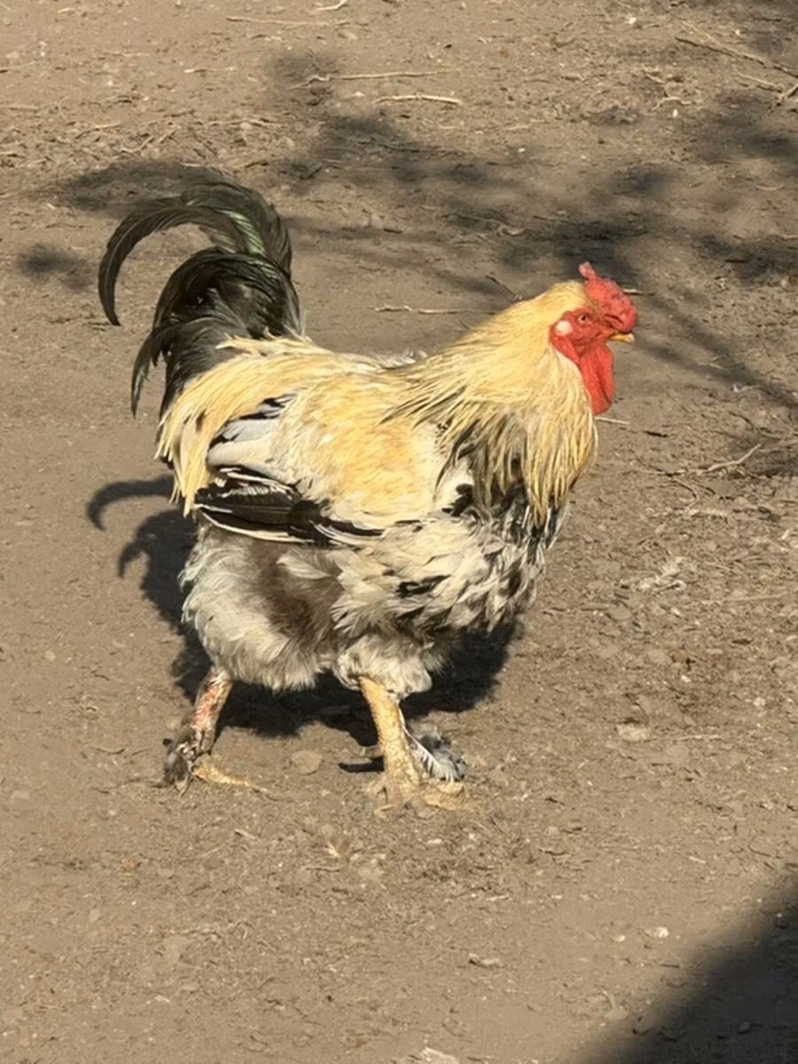 Češka zlatoprlasta kokoš