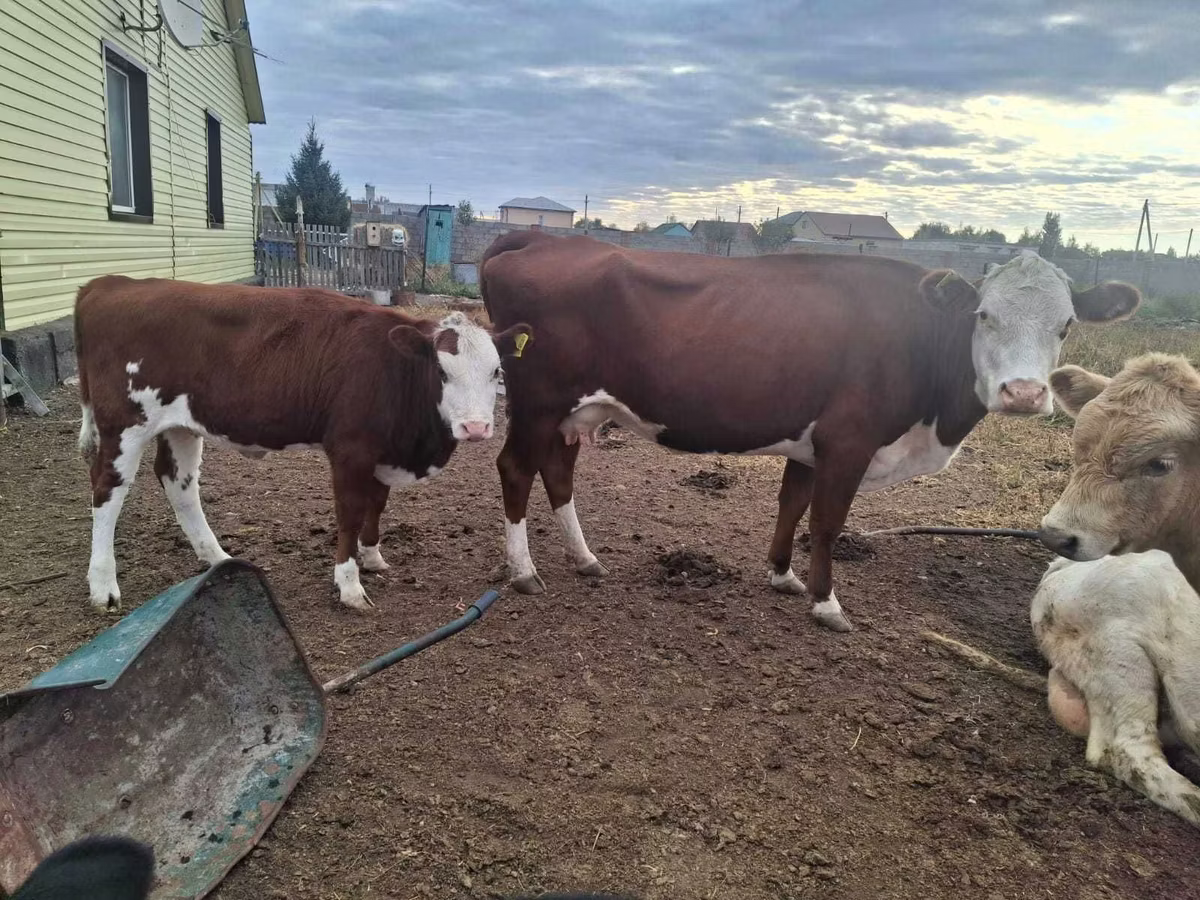 Latvian Blue cattle