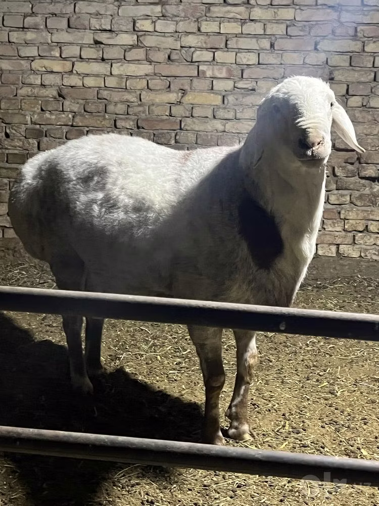 Afghan Arabi sheep