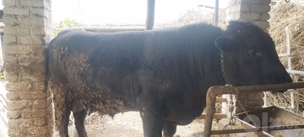 Aberdeen-Angus