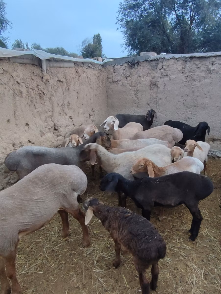 Arashan sheep