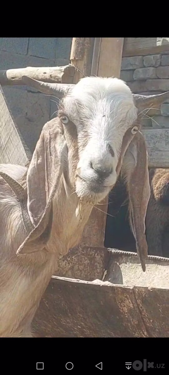 Beetal goats