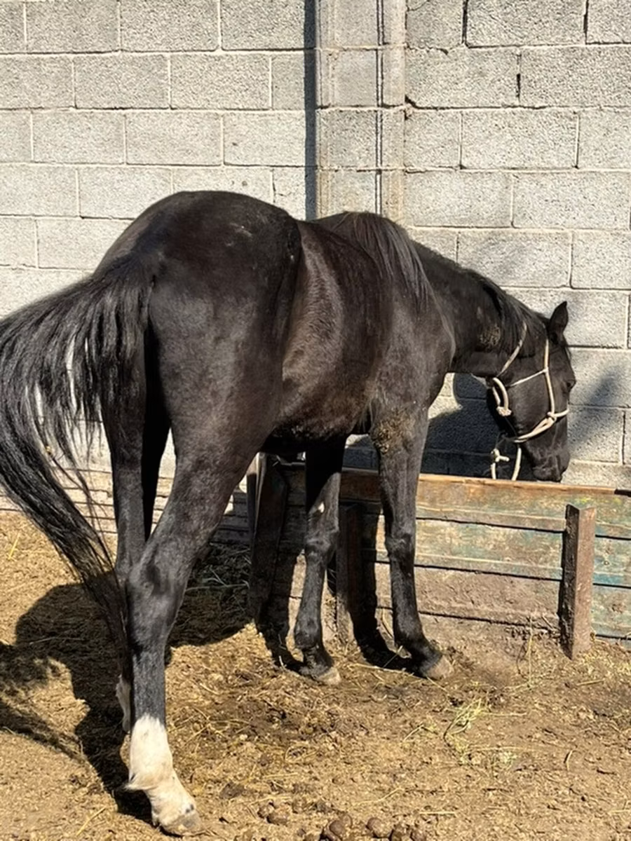 Friesian sport horse