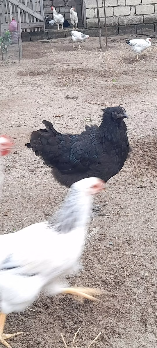 Australijska pit borbena kokoš