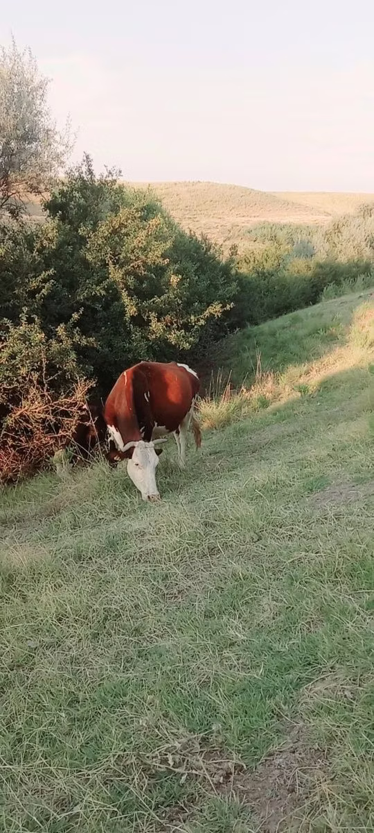 Latvian Blue cattle