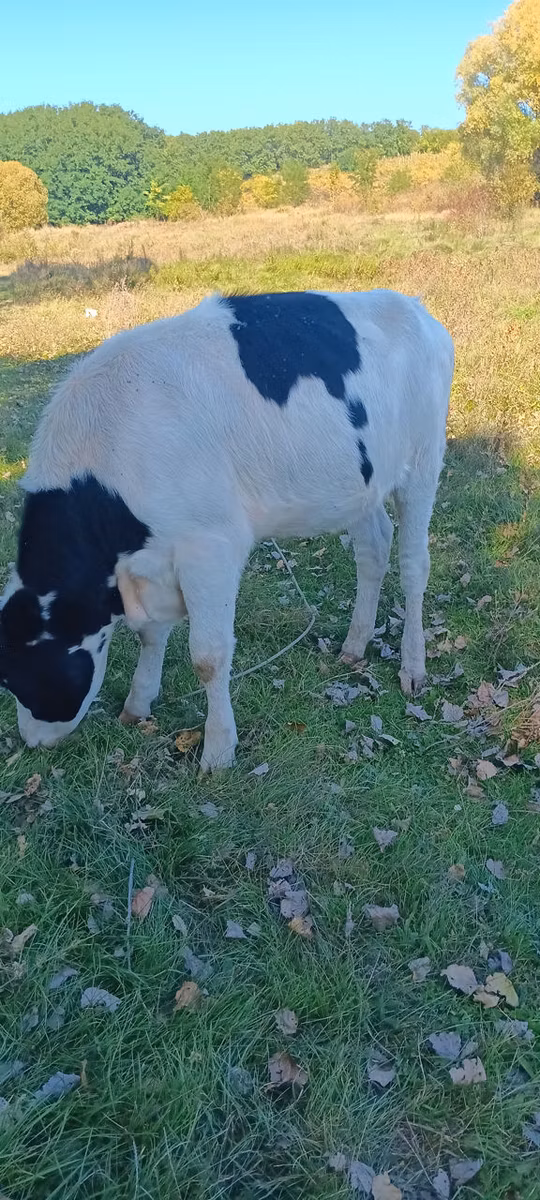 Russian Black pied cattle