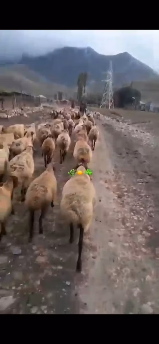 Daglıс sheep